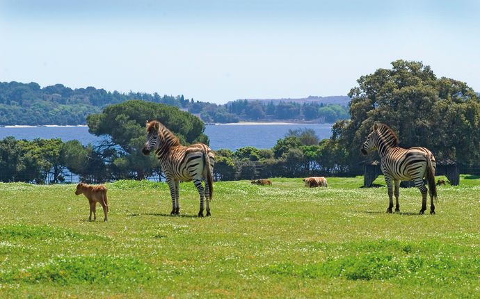 zebras_brijuni_national_park